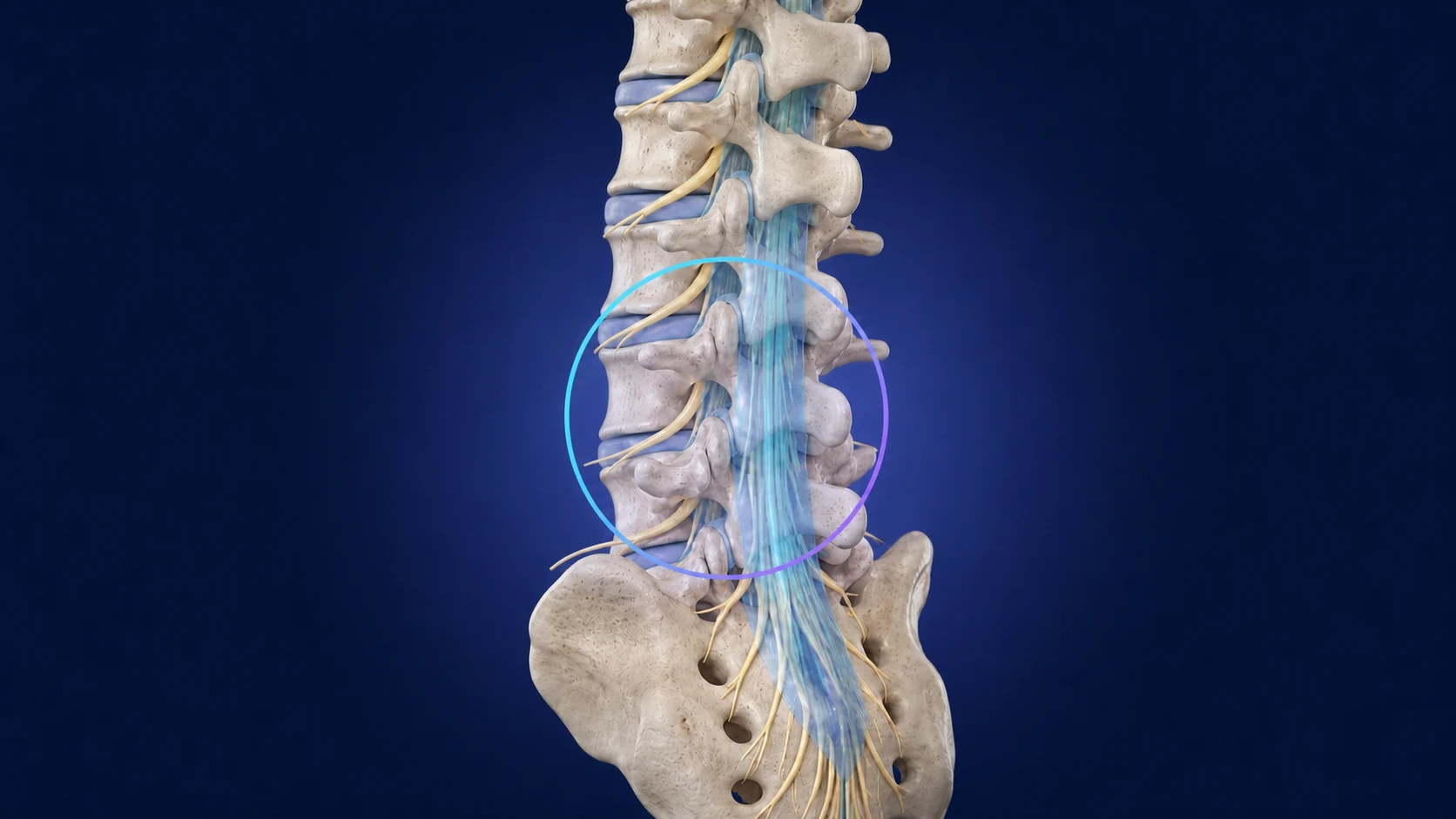 Original medical illustration of the lumbar spine and sacrum with a circle identifying the general lower-lumbar region